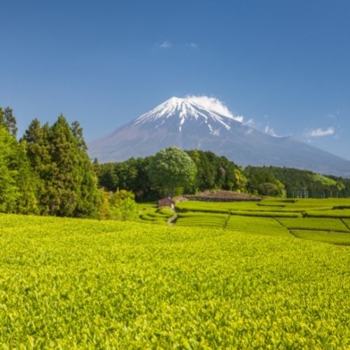 富士山下的茶園